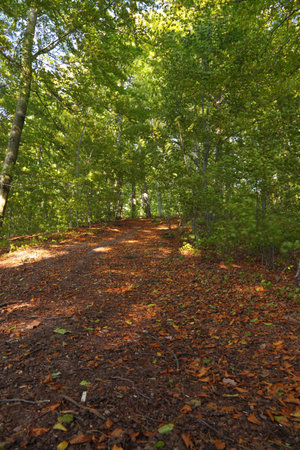 Rural autumn scenery - Fall in forest - park road の写真素材
