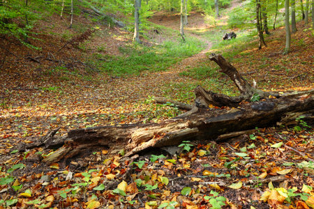 Rural autumn scenery - Fall in forest - park road の写真素材