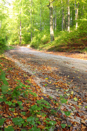 Rural autumn scenery - Fall in forest - park road の写真素材