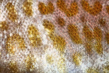 cod fish background nature textureの写真素材