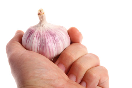 Garlic in hand isolated on white background.の写真素材