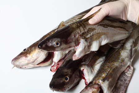 Raw cod fish on white background