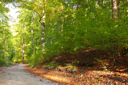 Rural autumn scenery - Fall in forest - park road の写真素材