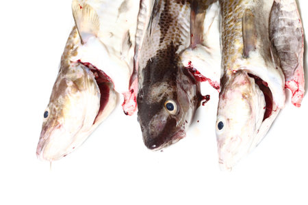 Raw cod fish on white backgroundの写真素材