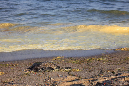 bird killed in spill disaster on seaの写真素材