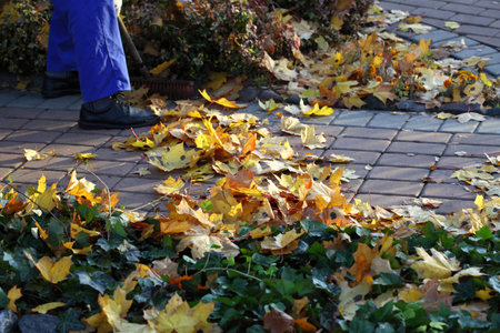Man raking yellow leaves in the garden の写真素材