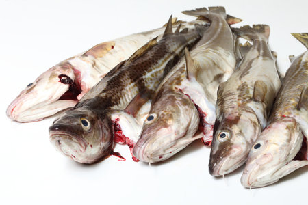 Raw cod fish on white backgroundの写真素材
