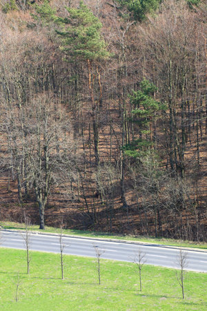 asphalt road in forest, green lawnの写真素材
