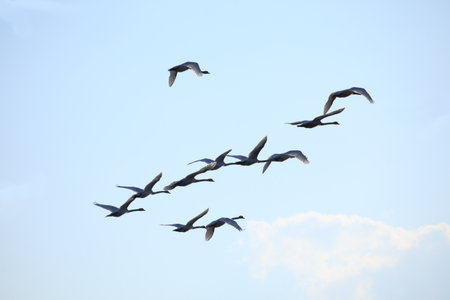 Migration birds swan on blue sky in Flightの写真素材