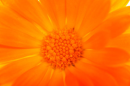 yellow orange marguerite flower backgroundの写真素材