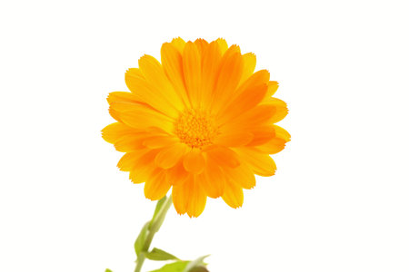 yellow orange marguerite flower isolated on white の写真素材