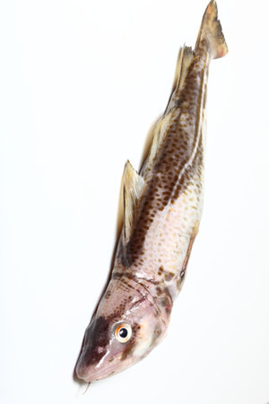 Raw cod fish on white backgroundの写真素材
