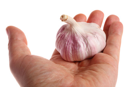 Garlic in hand isolated on white background.の写真素材