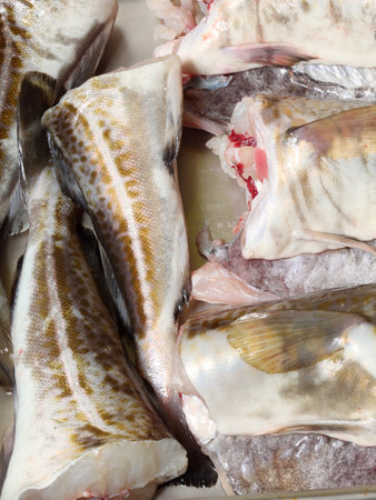 Raw cod fish fillets in kitchenの写真素材