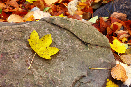 autumn leaf on stone in a creekの写真素材
