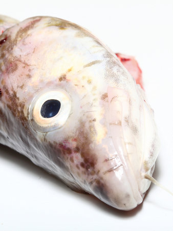 Raw cod fish on white background