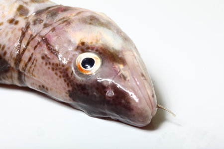 Raw cod fish on white background