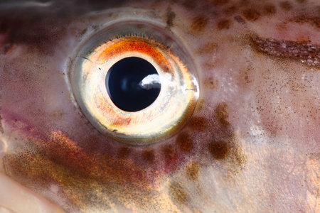 Eye cod fish background natureの写真素材
