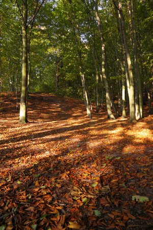Rural autumn scenery - Fall in forest - park road の写真素材