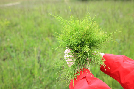 Large bouquet from the field medicinal horsetail outdoor natureの写真素材