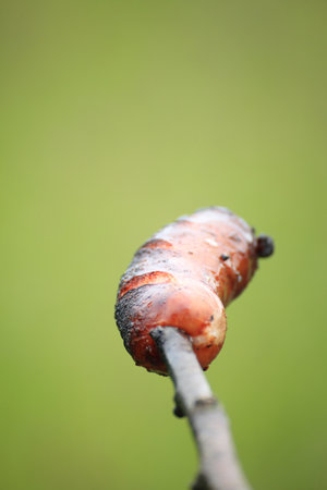 Sausage, prick green background nature BBQ barbecueの写真素材