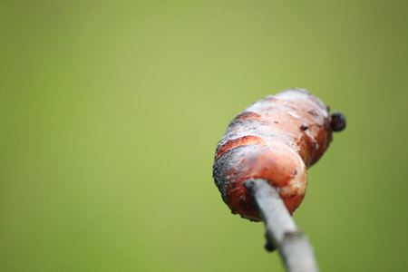 Sausage, prick green background nature BBQ barbecueの写真素材