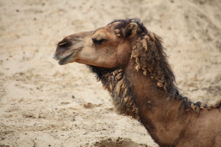 camel in the desert animal outdoorの写真素材