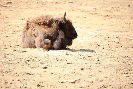 Wisent, European bison in Poland