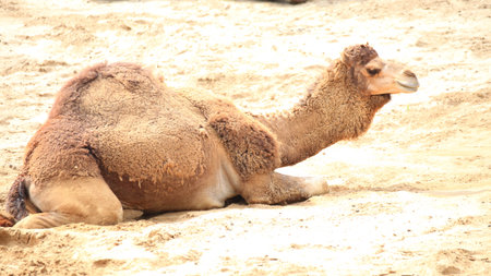 camel in the desert animal outdoorの写真素材