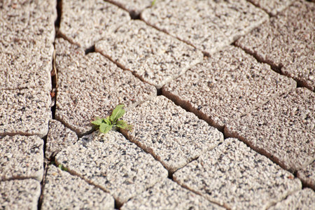 Texture of old stone floor background textureの写真素材