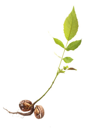 closeup of a Walnut tree isolated on whiteの写真素材