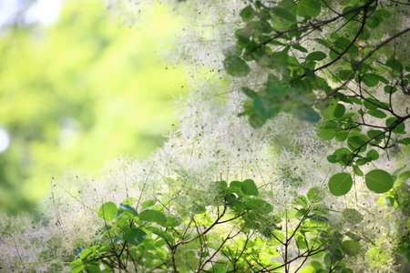 Green flower tree Cotinus coggygria or Smoketreeの写真素材