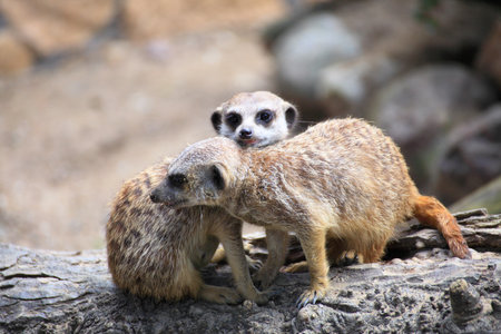 Couple of curious meerkats (Suricata suricatta) animalの写真素材