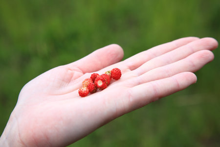 wild strawberry hand full of wild strawberries outdoorの写真素材