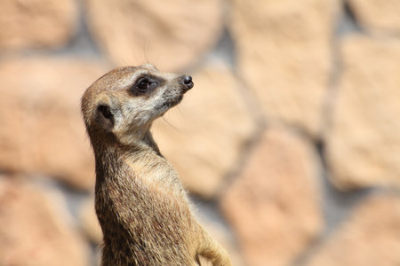Alert meerkat (Suricata suricatta) standing on guard animalの写真素材