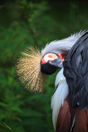 African Crowned Crane national bird of Ugandaの写真素材