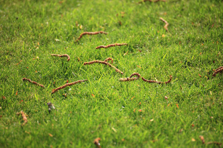Beautiful green lawns perfectly cut for backgroundの写真素材
