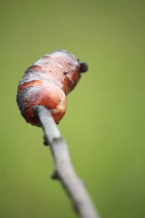 Sausage, prick green background nature BBQ barbecueの写真素材