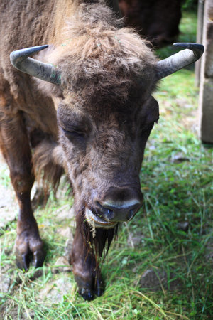Wisent, European bison in Polandの写真素材