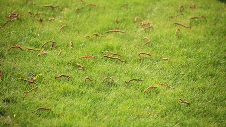Beautiful green lawns perfectly cut for backgroundの写真素材