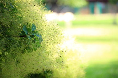 Green flower tree Cotinus coggygria or Smoketree