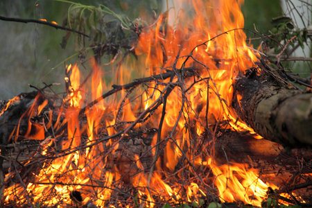 bonfire, campfire in the summer forestの写真素材
