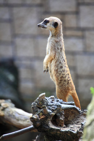 Alert meerkat  Suricata suricatta  standing on guard animalの写真素材