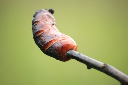 Sausage, prick green background nature BBQ barbecueの写真素材