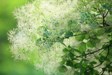 Green flower tree Cotinus coggygria or Smoketreeの写真素材