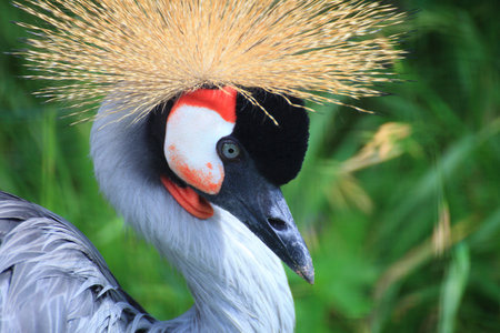 African Crowned Crane national bird of Ugandaの写真素材