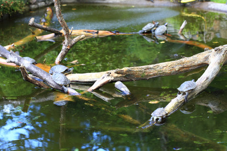 Turtles Sunbathing on a Log animalの写真素材