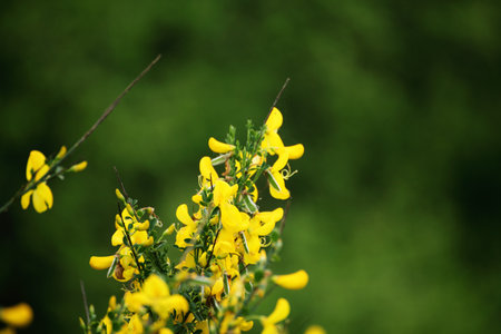 yellow flower close up at dayの写真素材