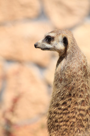 Alert meerkat (Suricata suricatta) standing on guard animalの写真素材