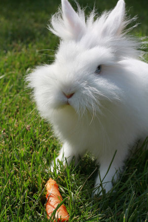 white rabbitの写真素材